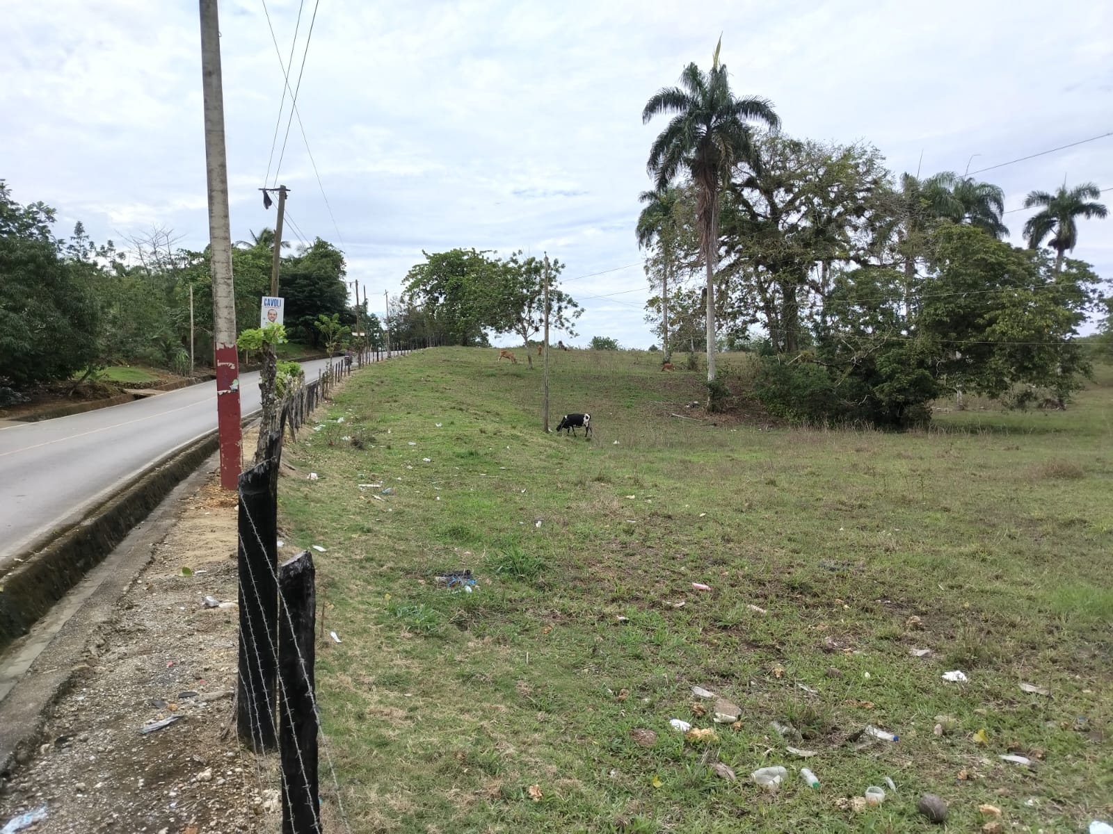 Finca de 1500 tareas totalmente Ganadera en Nagua    Foto 7266125-4.jpg