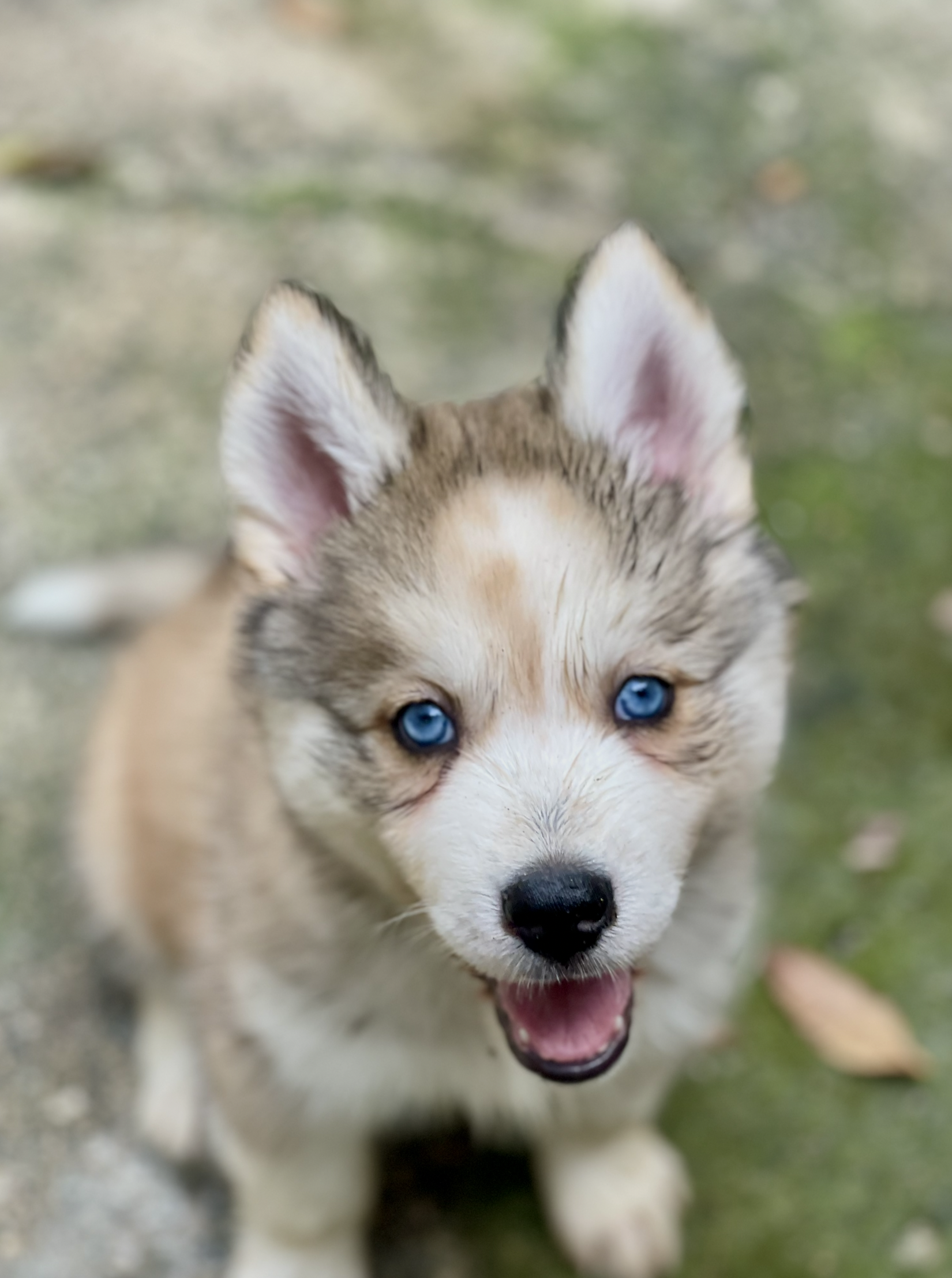 Hermosos cachorros Husky Siberiano y Alaskan Malamute en venta Foto 7268417-4.jpg