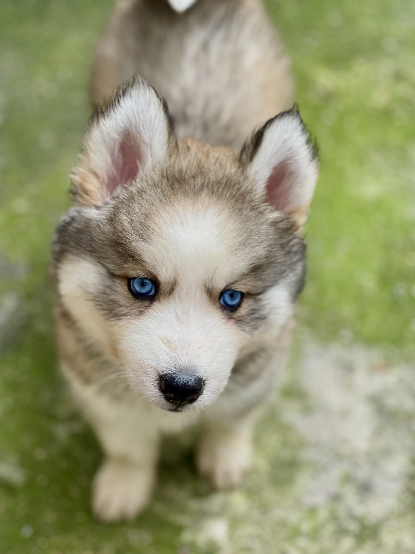 Hermosos cachorros Husky Siberiano y Alaskan Malamute en venta Foto 7268417-8.jpg