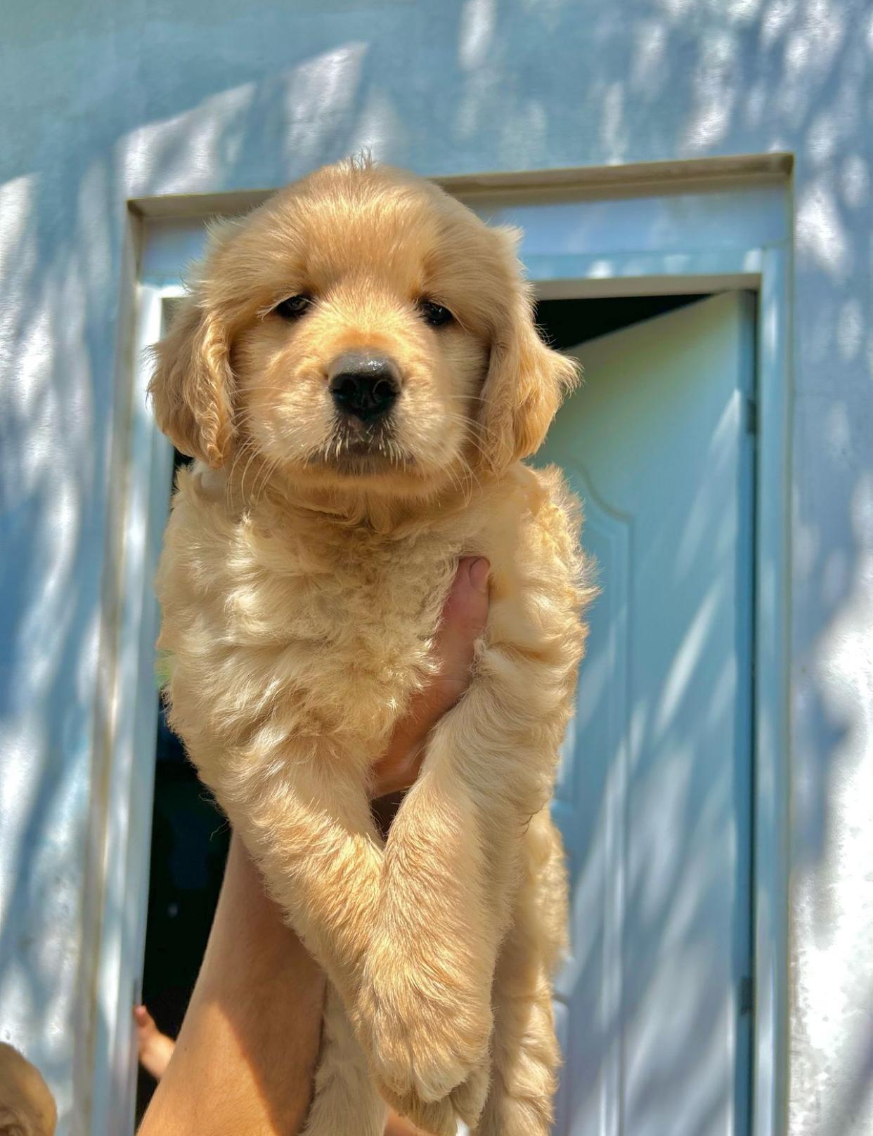 Golden Retriever Ambos Sexos  Foto 7269159-4.jpg
