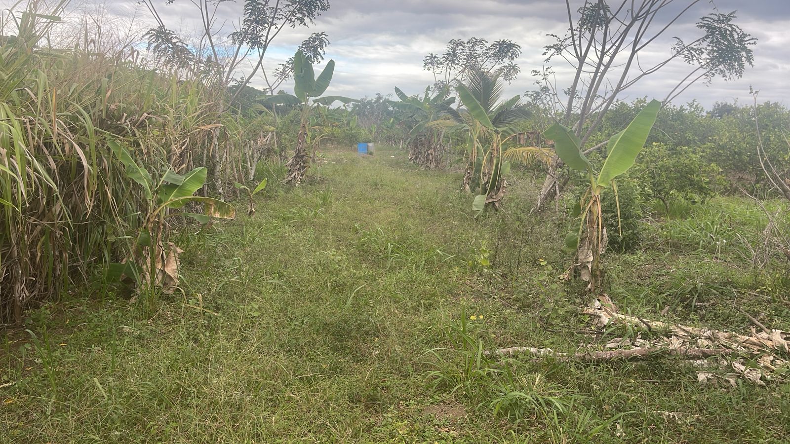 Finca de 26 tareas Sembradas de limón en Monte Plata Foto 7270635-3.jpg