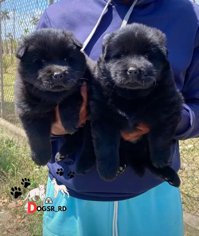Chow chow Ambos Sexos  Foto 7270688-1.jpg