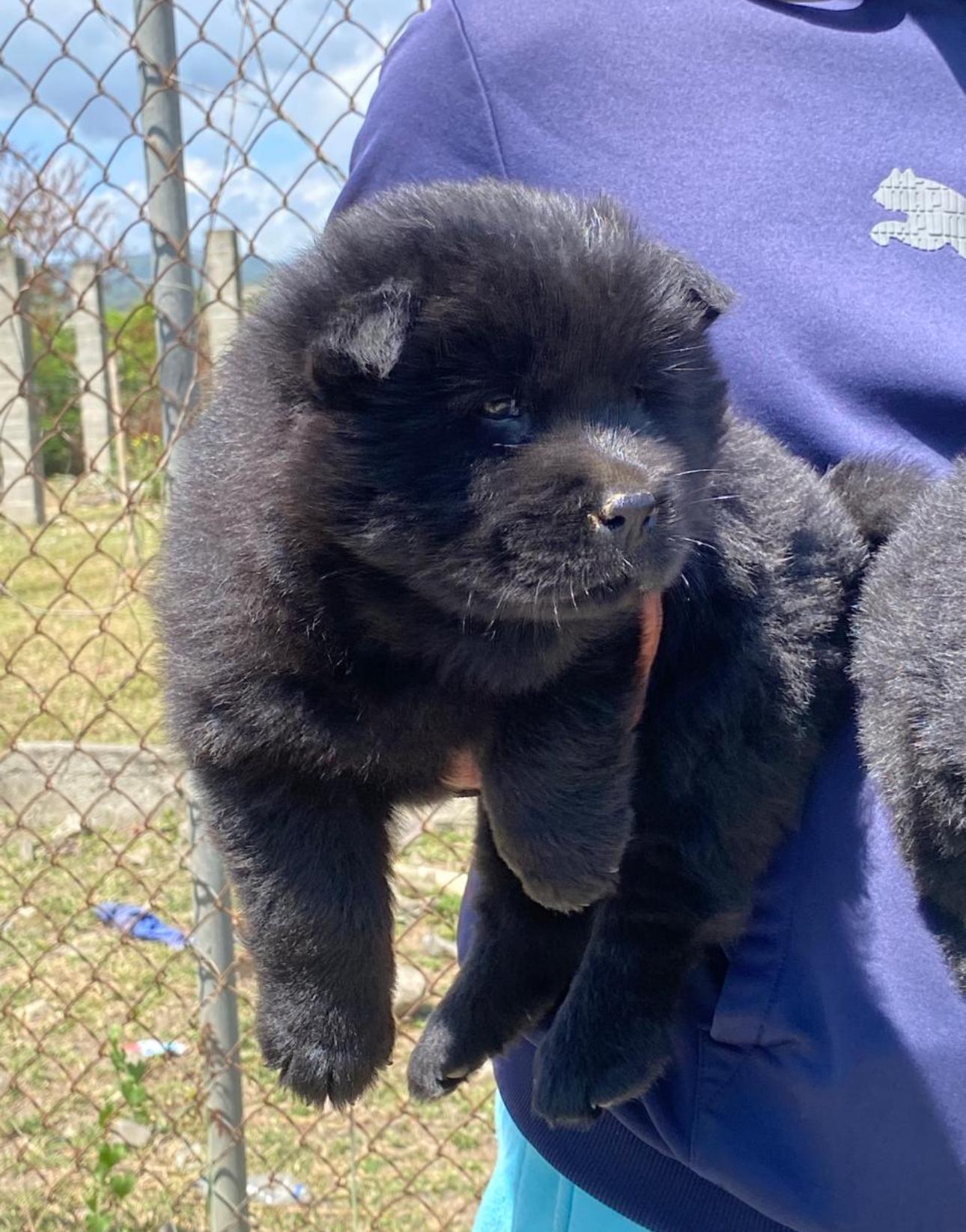 Chow chow Ambos Sexos  Foto 7270688-2.jpg