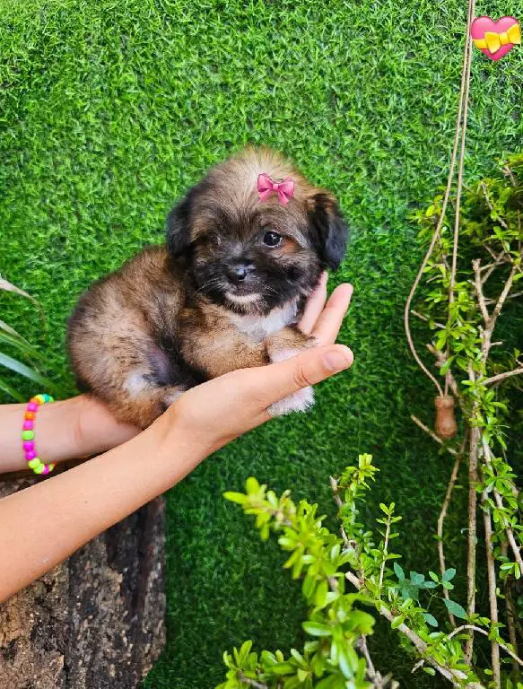 OFERTA CACHORRO SHIPOO AMBOS SEXO EN SANTO DOMINGO VACUNADOS Foto 7271060-2.jpg