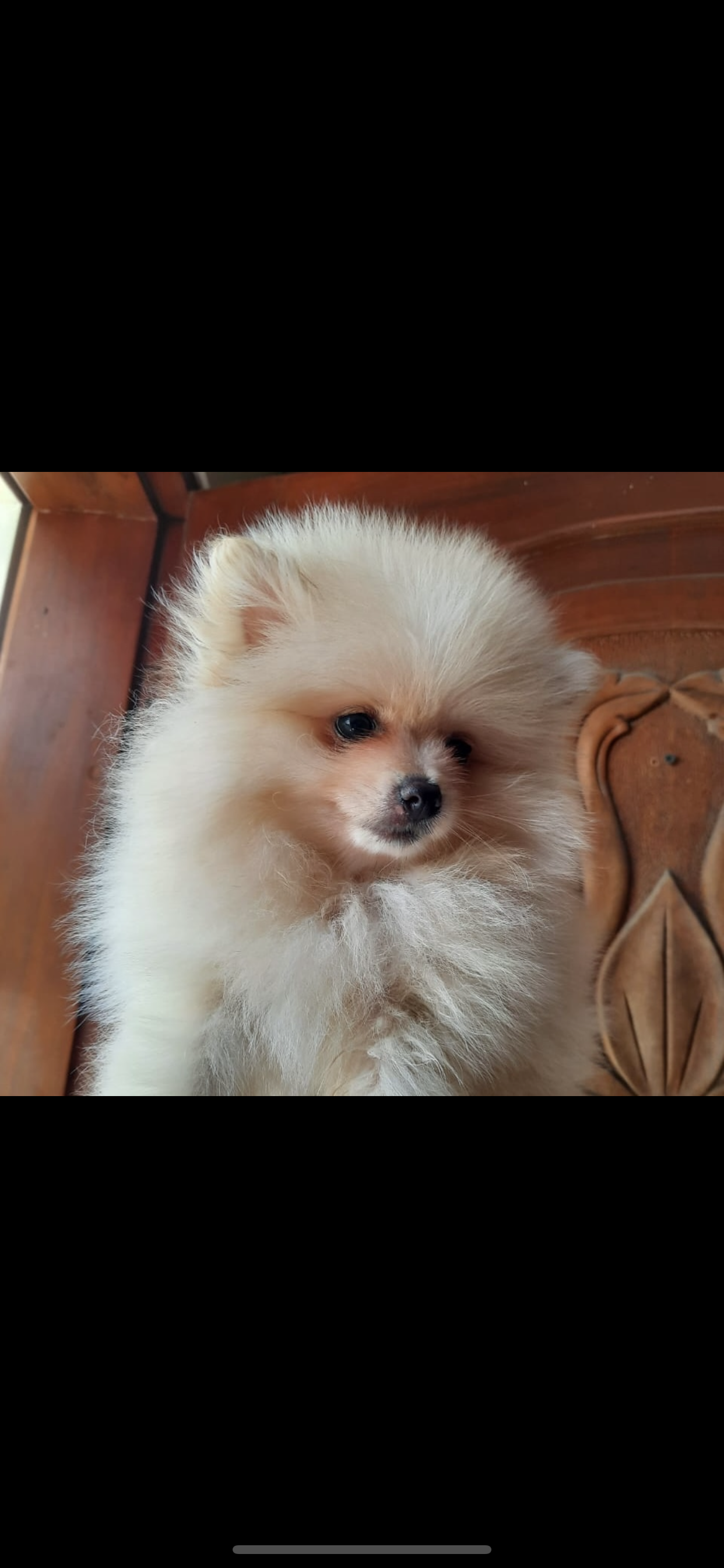 Pomerania mini  Foto 7271150-2.jpg