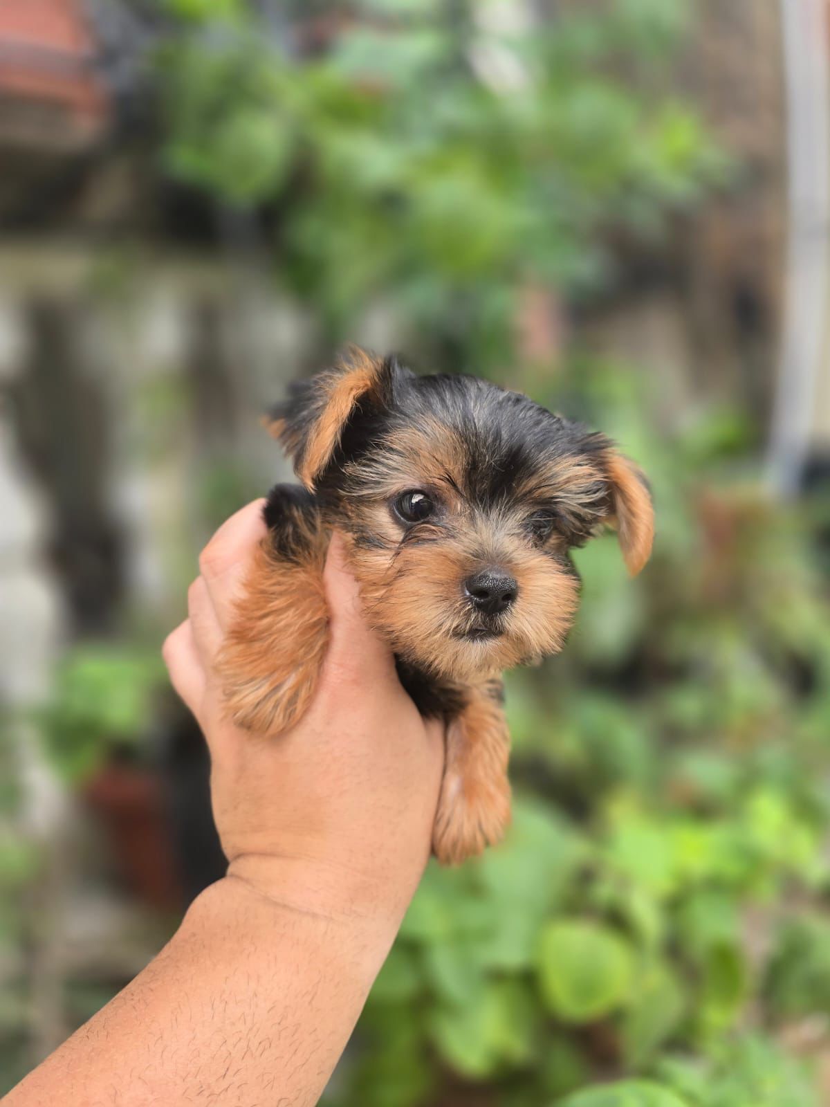 OFERTA CACHORRO YORKIE HEMBRA EN SANTO DOMINGO Y VACUNADA Foto 7271852-1.jpg