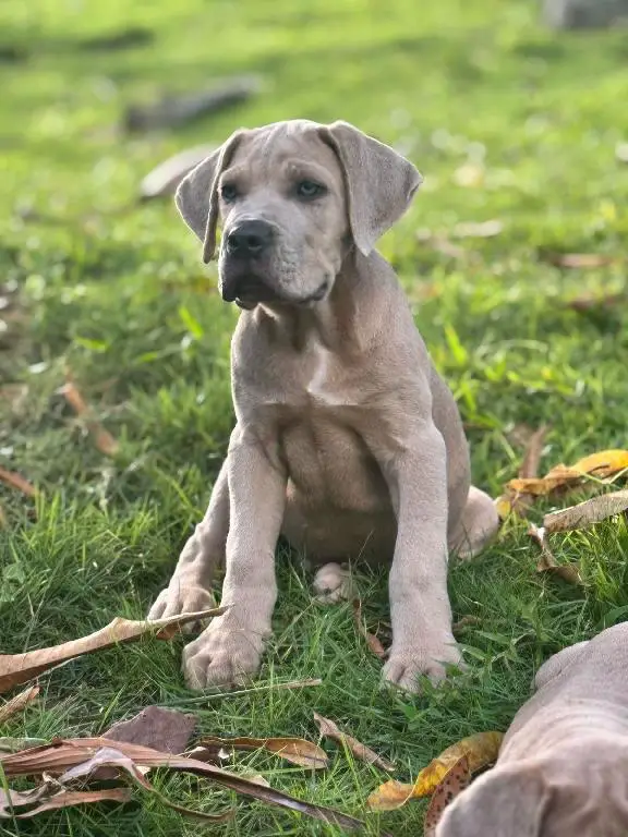 Cane Corso Ambos Sexos  Foto 7273586-1.jpg