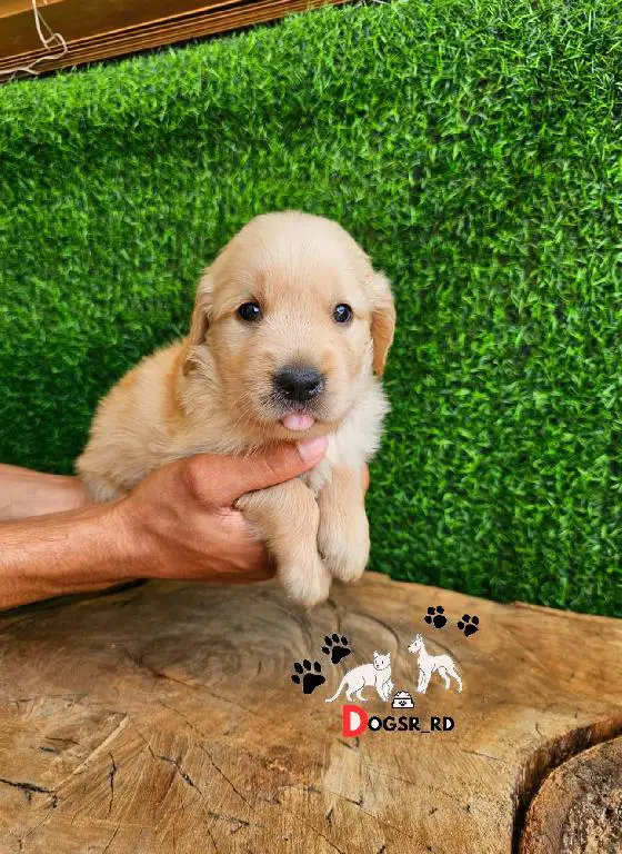 Golden Retriever Ambos Sexos  Foto 7273588-1.jpg