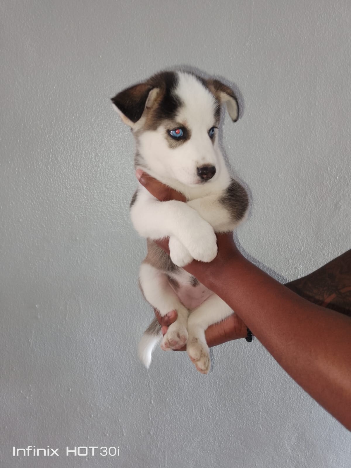 OFERTA CACHORRO HUSKY AMBOS SEXO EN SANTO DOMINGO Y VACUNADO Foto 7273804-4.jpg