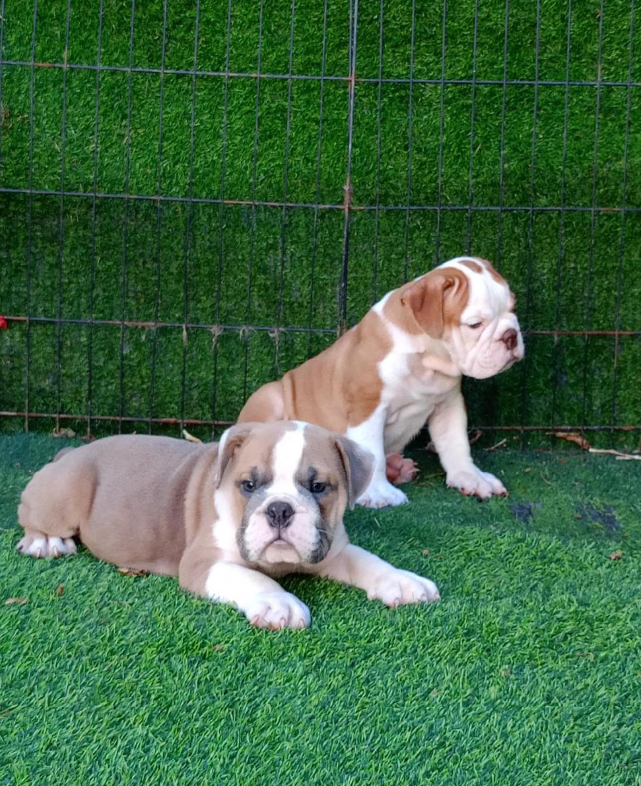Bulldog Inglés Ambos Sexos  Foto 7273808-4.jpg