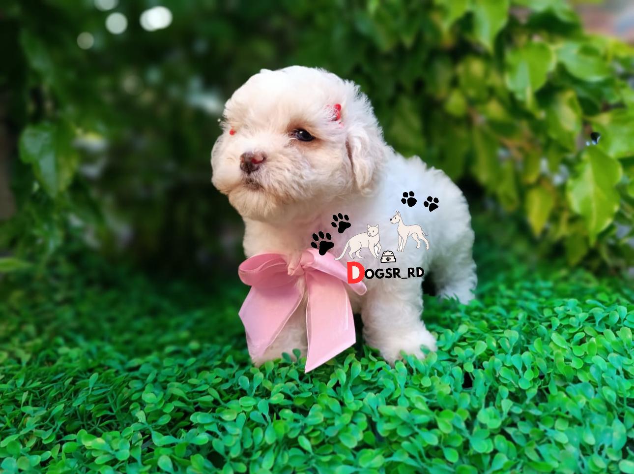 Poodle Toy Hembra  Foto 7273809-1.jpg
