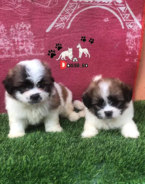 Shipoo Ambos Sexos  Foto 7274128-1.jpg