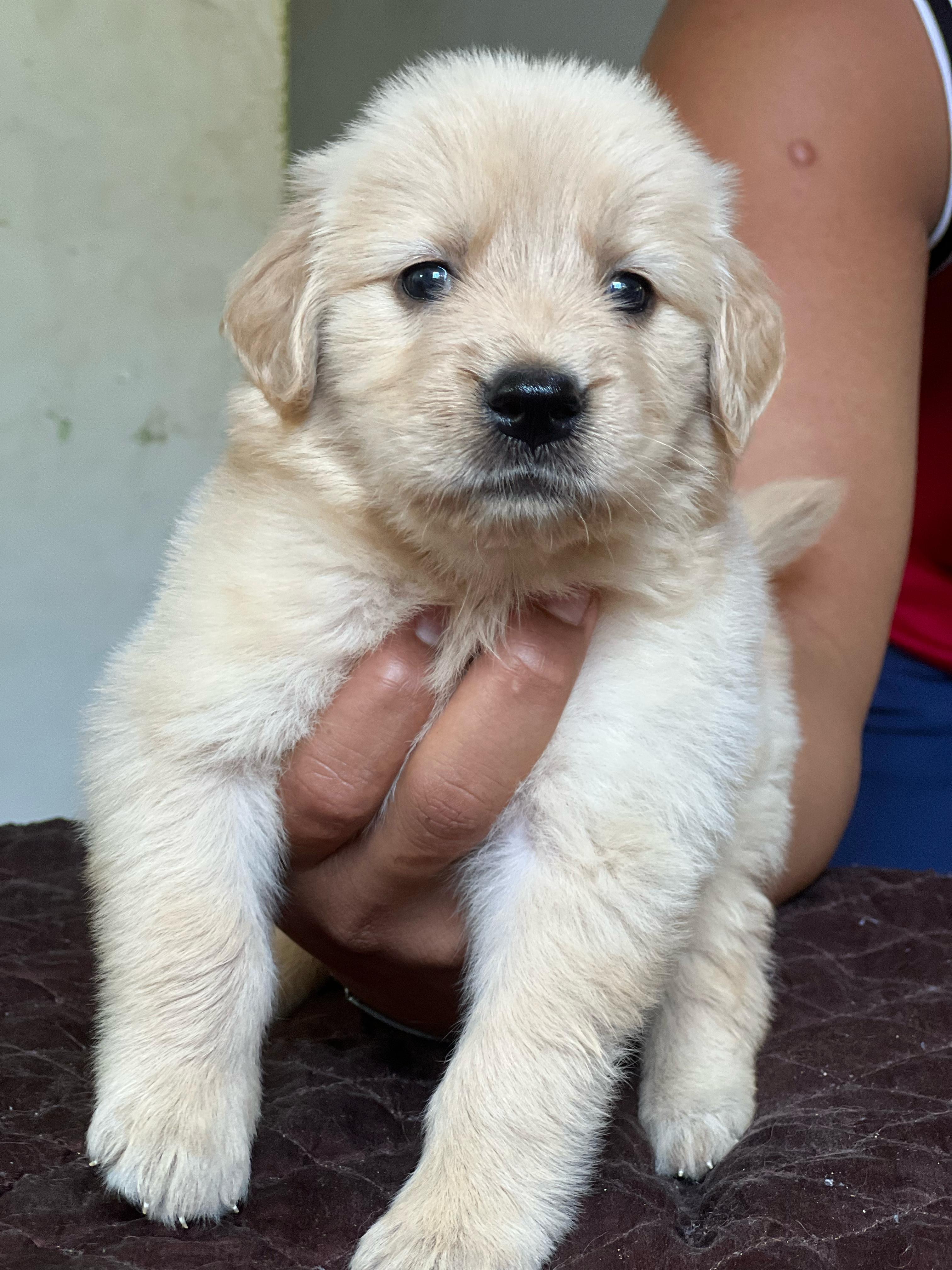 Golden Retriever Ambos Sexos  Foto 7274279-3.jpg