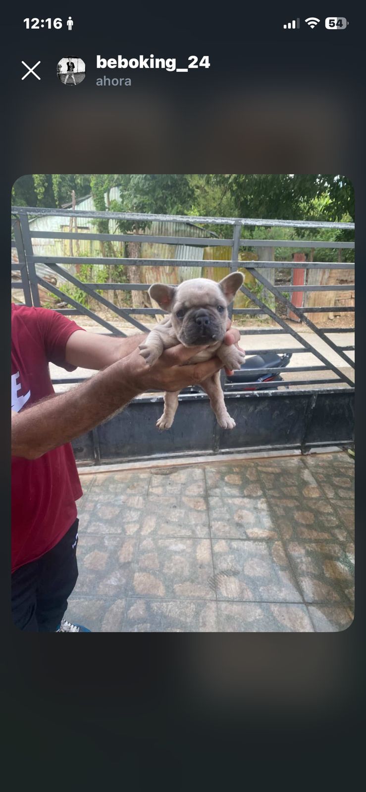 Bulldog francés  en San Pedro de Macorís Foto 7276036-12.jpg