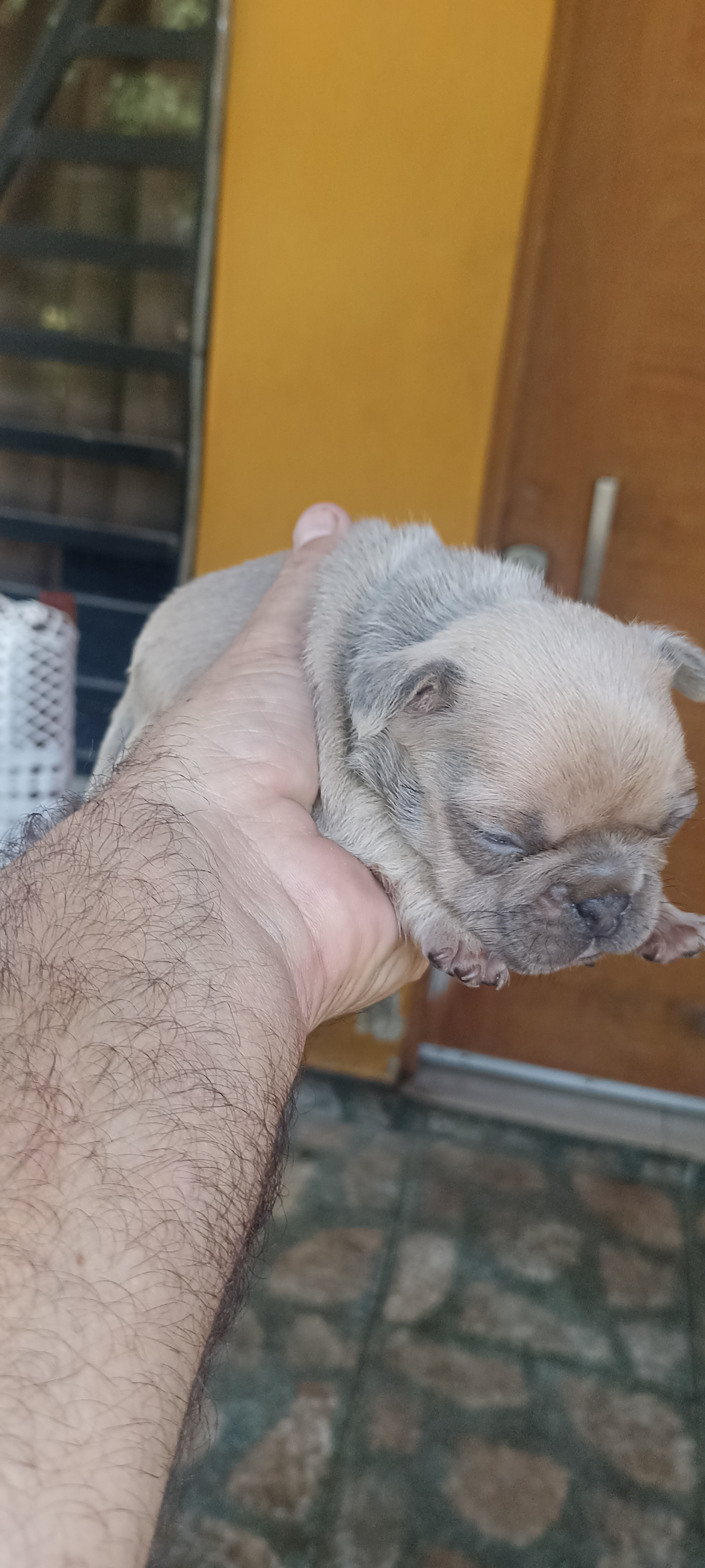 Bulldog francés  en San Pedro de Macorís Foto 7276036-7.jpg