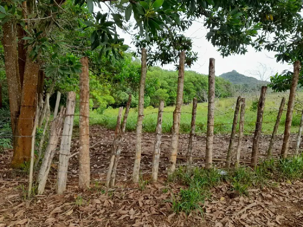 VENDO FINCA 429 TAREAS EN BAYAGUANA ULTIMA REBAJA GANADERA – AGRICOLA  Foto 7276073-5.jpg