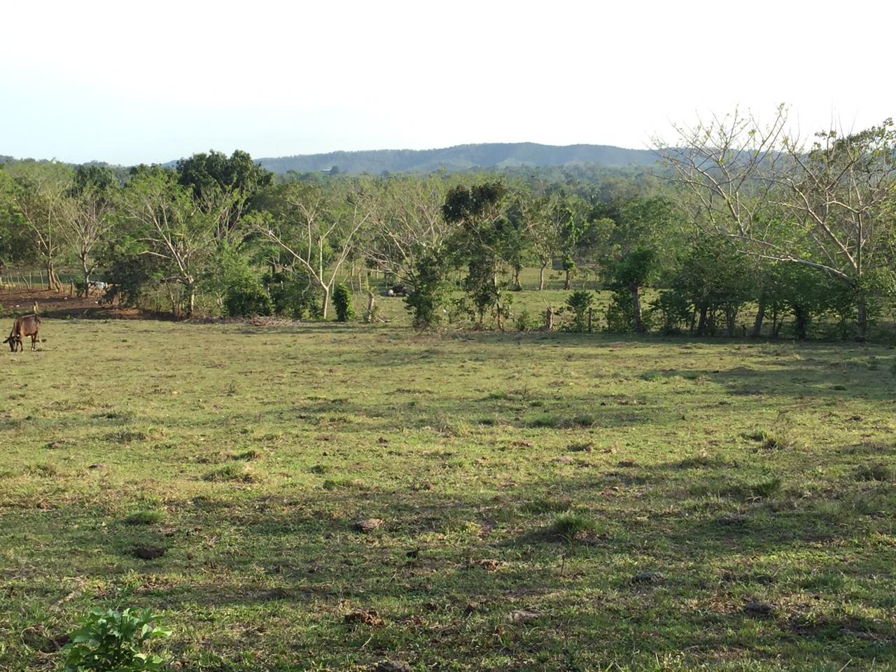 VENDO FINCA DE 252 TAREAS EN EL 35 DE YAMASA SUPER REBAJADA Foto 7276074-12.jpg