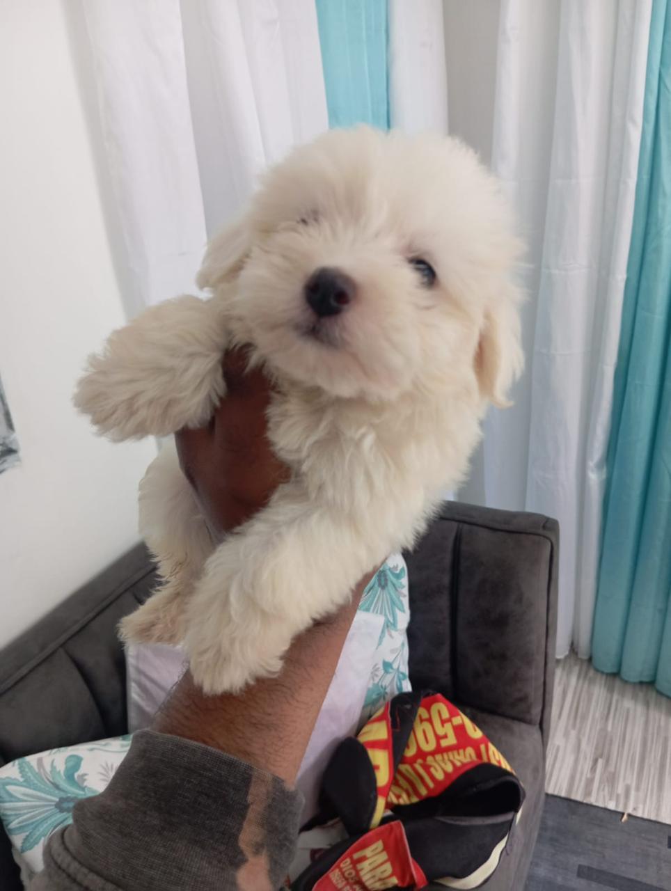 OFERTA CACHORRO MALTES MACHO EN SANTO DOMINGO CON SU VACUNA Foto 7276877-1.jpg