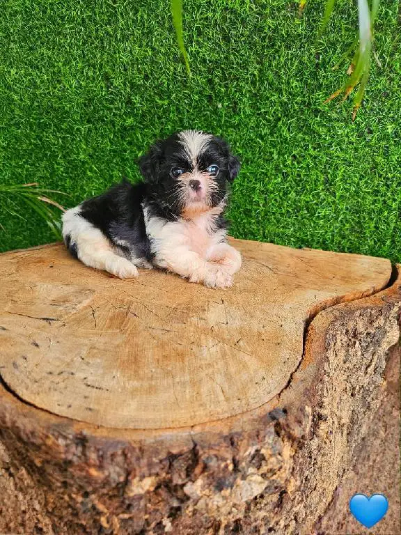 OFERTA CACHORRO SHIH TZU MACHO EN SNATO DOMINGO Y VACUNA AL DIA  Foto 7276878-1.jpg