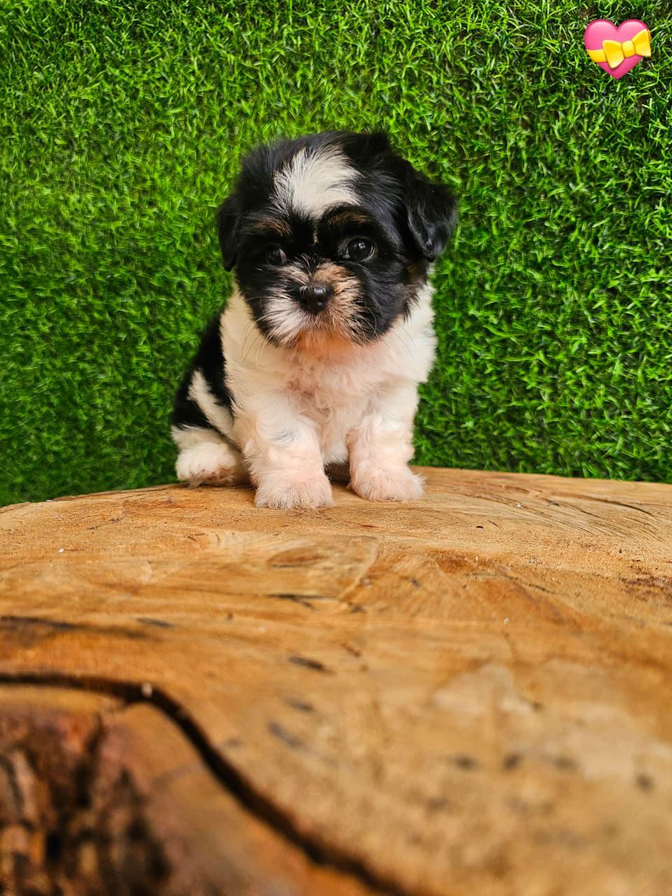 OFERTA CACHORRO SHIH TZU HEMBRA EN SANTO DOMINGO Y VACUNA AL DIA  Foto 7276884-2.jpg
