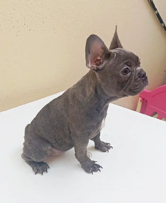 OFERTA CACHORRO BULLDOG FRANCES HEMBRA EN SANTO DOMINGO Y VACUNADO Foto 7276886-1.jpg