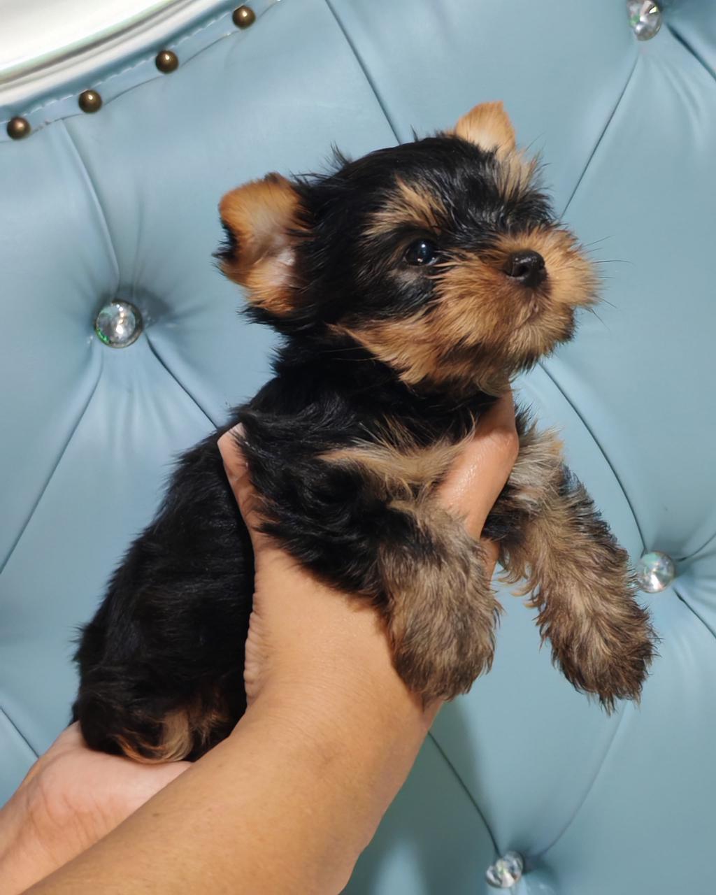OFERTA CACHORRO YORKI MACHO EN SANTO DOMINGO CON TODO AL DIA Foto 7276887-1.jpg