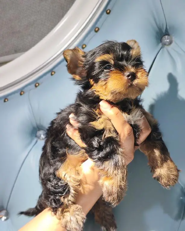 OFERTA CACHORRO YORKI MACHO EN SANTO DOMINGO CON TODO AL DIA Foto 7276887-2.jpg