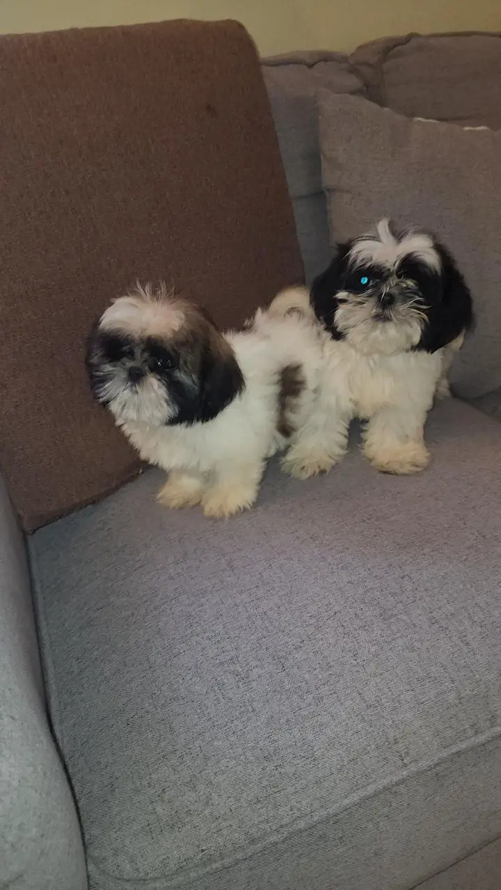 OFERTA CACHORRO SHIH TZU MACHO EN SNATO DOMINGO Y VACUNA AL DIA  Foto 7276947-1.jpg