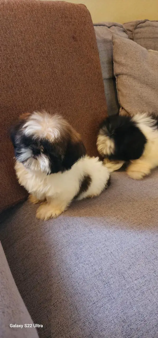 OFERTA CACHORRO SHIH TZU MACHO EN SNATO DOMINGO Y VACUNA AL DIA  Foto 7276947-2.jpg