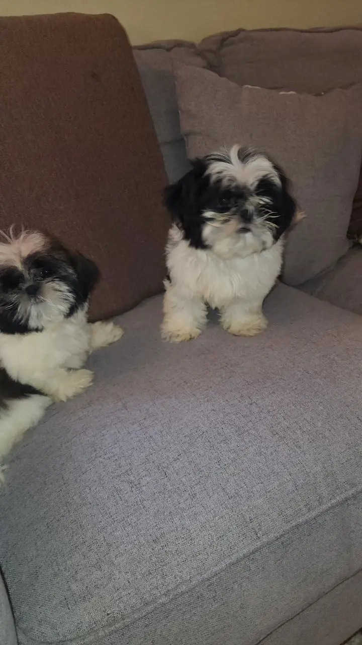 OFERTA CACHORRO SHIH TZU MACHO EN SNATO DOMINGO Y VACUNA AL DIA  Foto 7276947-3.jpg
