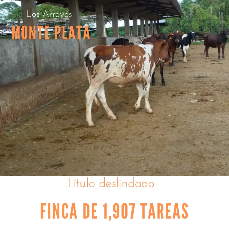 Vendo finca de 1907 tareas ganaderas con 300 cabezas de  ganado inclui Foto 7277031-1.jpg