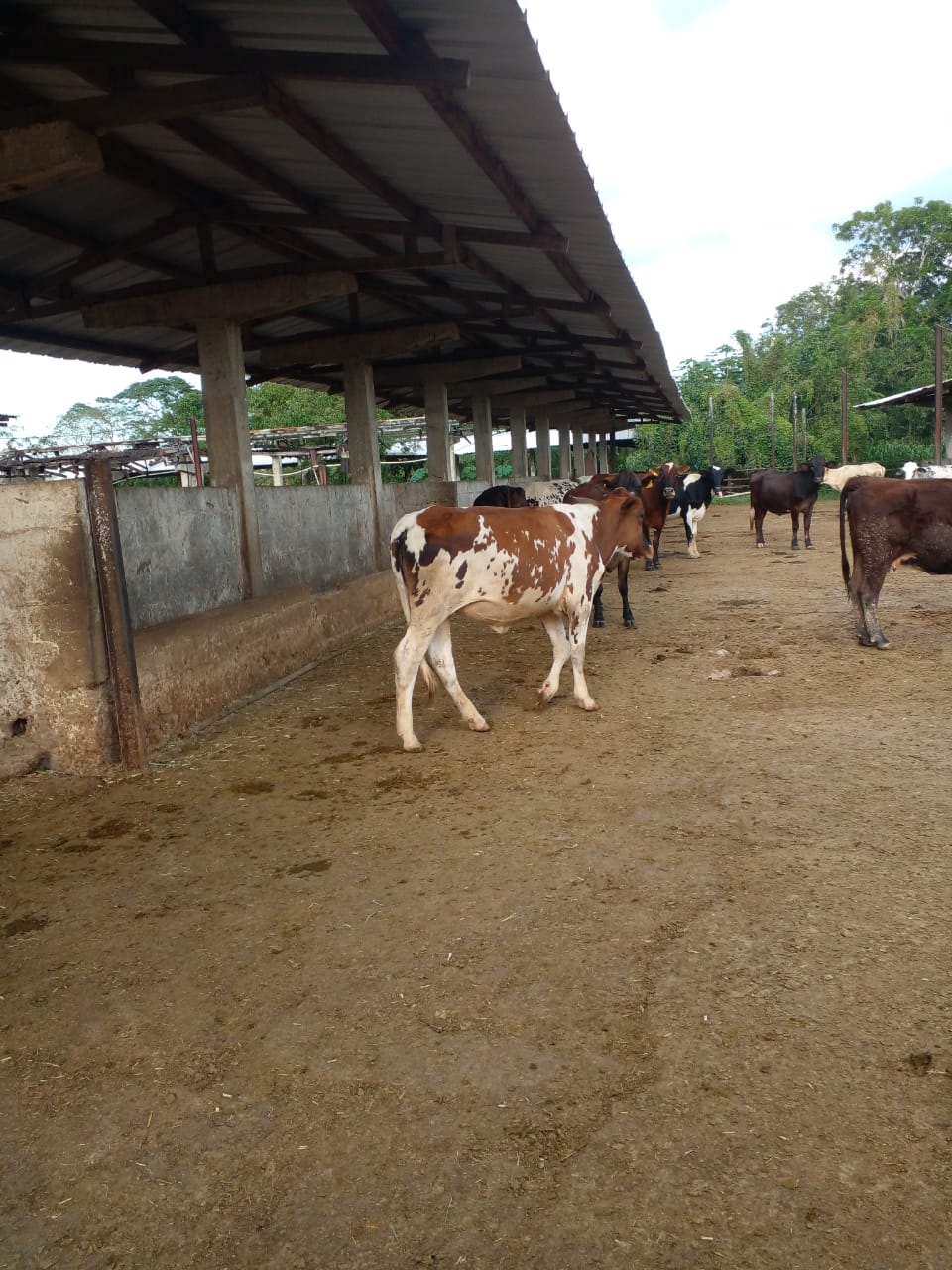 Vendo finca de 1907 tareas ganaderas con 300 cabezas de  ganado inclui Foto 7277031-2.jpg