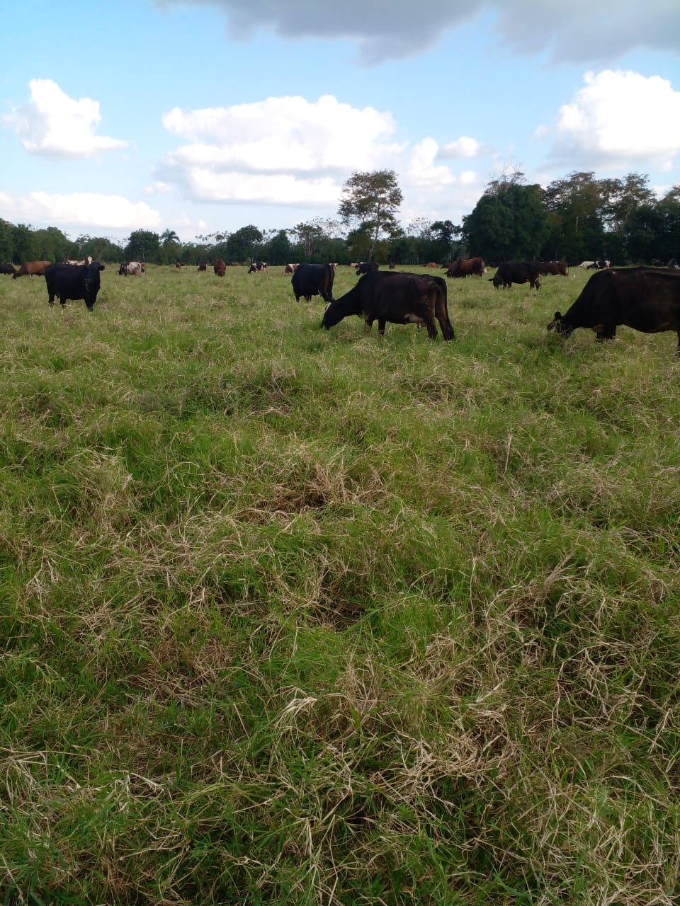 Vendo finca de 1907 tareas ganaderas con 300 cabezas de  ganado inclui Foto 7277031-4.jpg