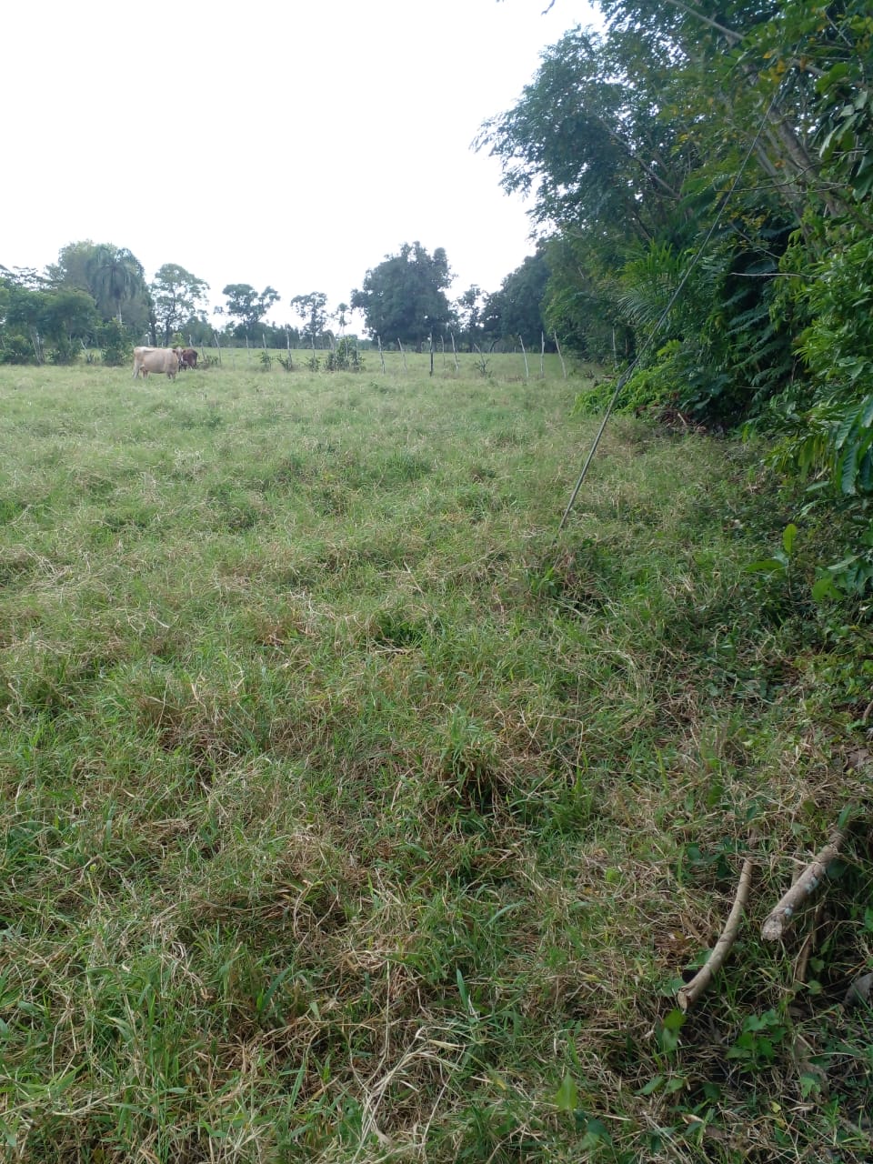Vendo finca de 1907 tareas ganaderas con 300 cabezas de  ganado inclui Foto 7277031-6.jpg