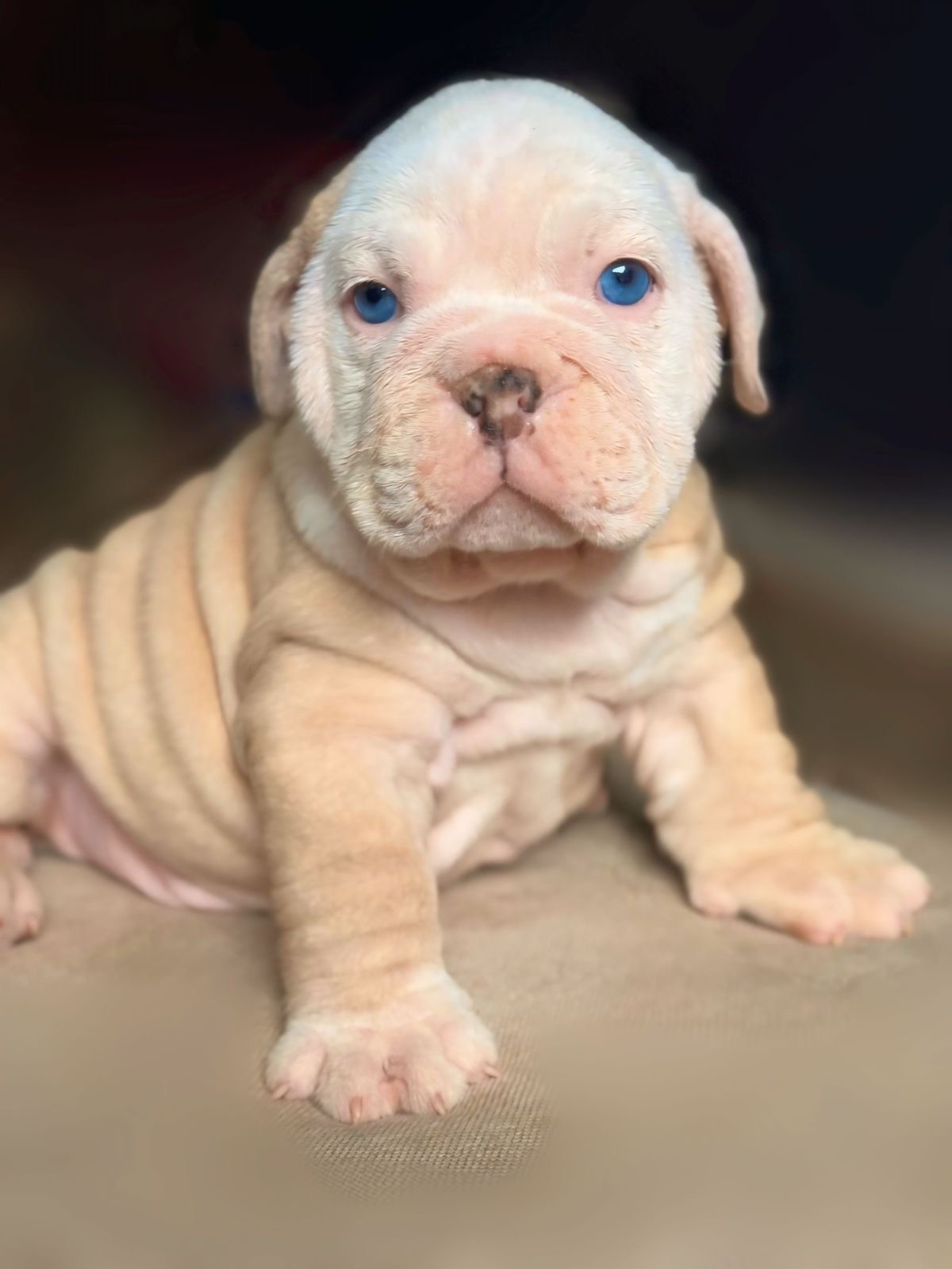 Bulldog Inglés Ambos Sexos  Foto 7277034-2.jpg