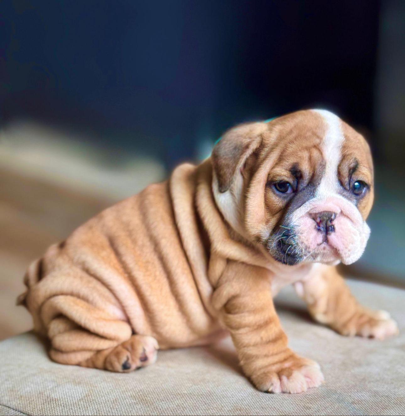 Bulldog Inglés Ambos Sexos  Foto 7277034-3.jpg