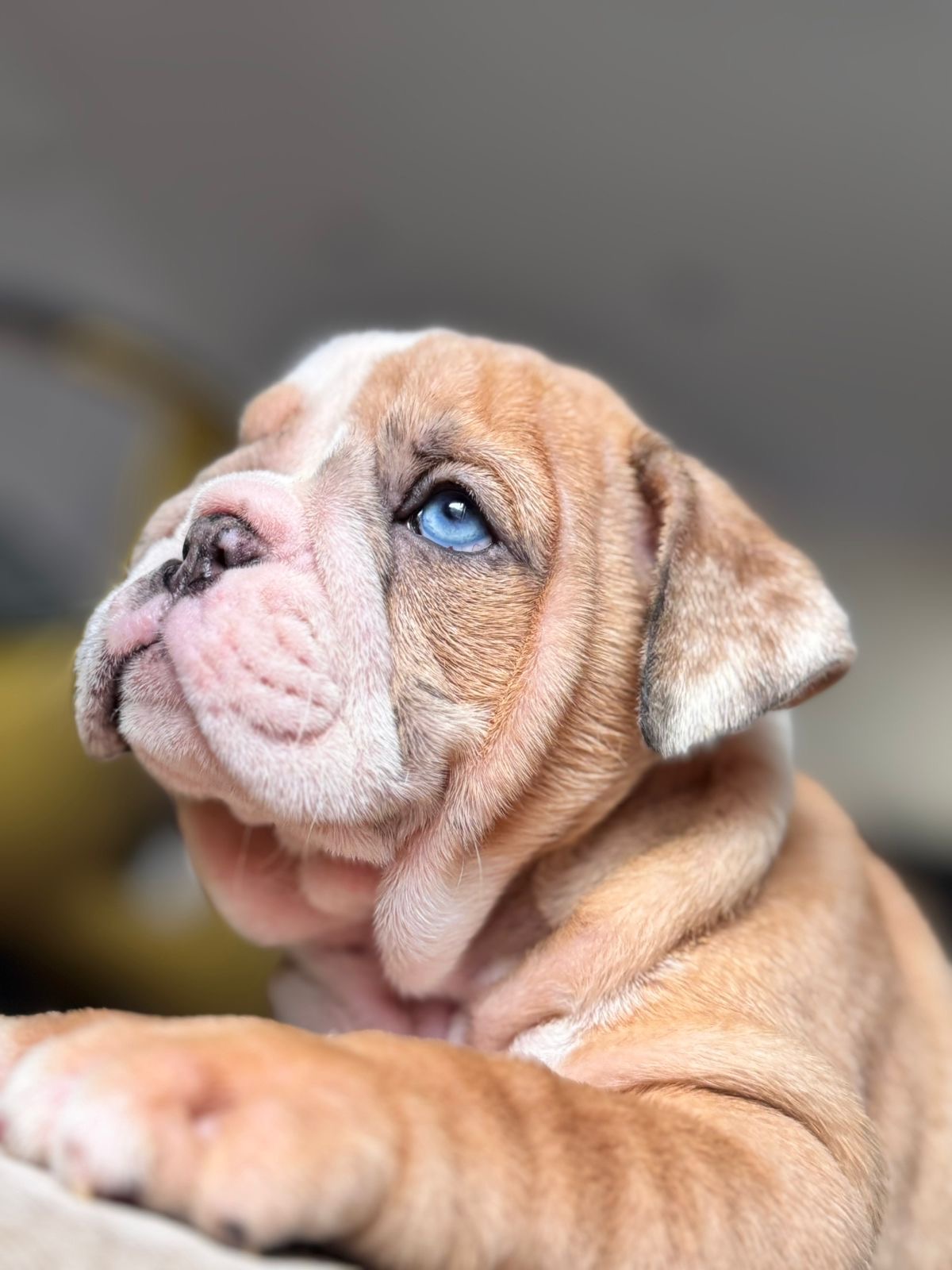Bulldog Inglés Ambos Sexos  Foto 7277034-4.jpg