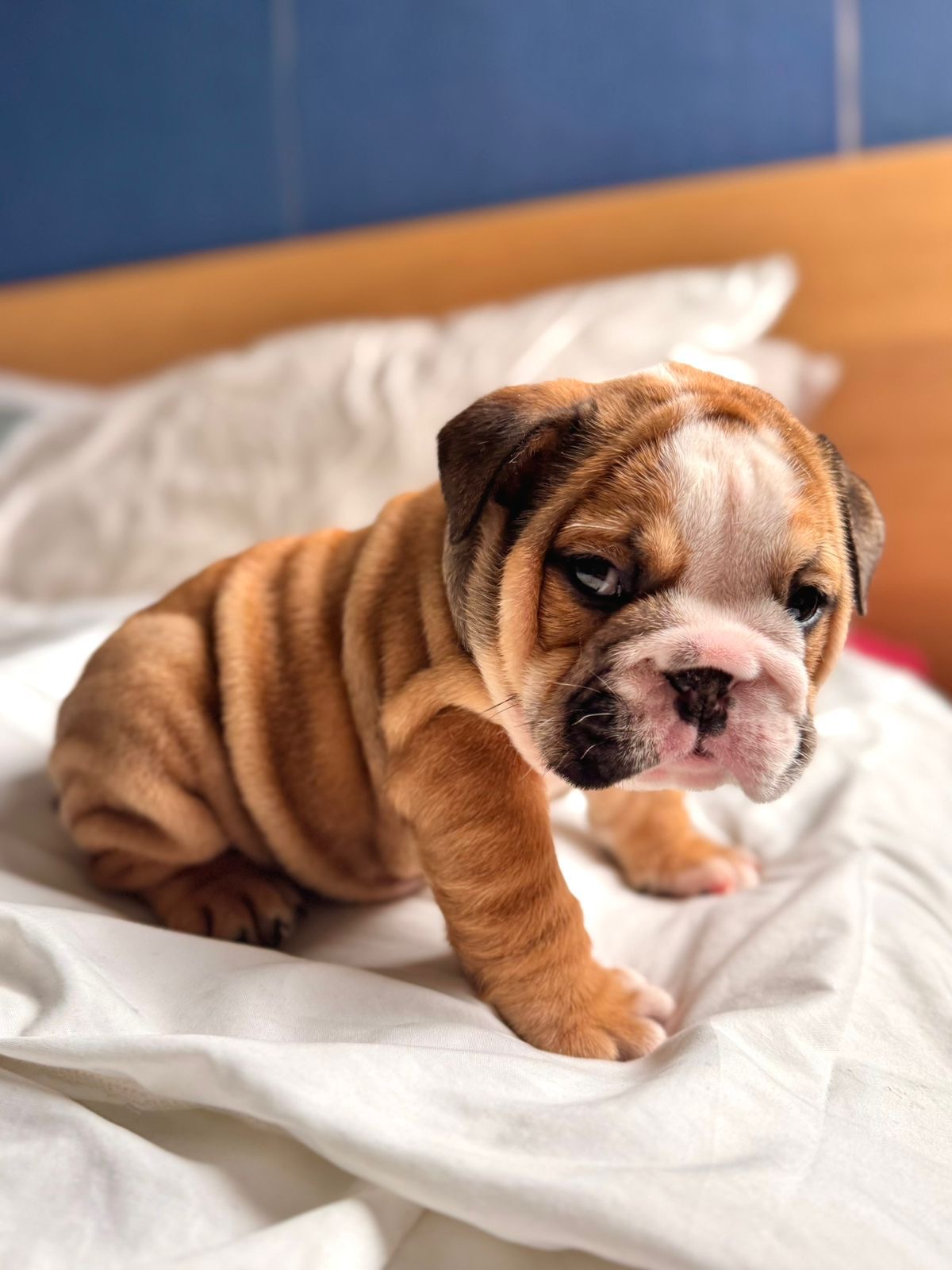 Bulldog Inglés Ambos Sexos  Foto 7277034-5.jpg