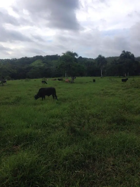 Vendo finca de 2700 tareas de oportunidad en Bayaguana Foto 7277044-4.jpg