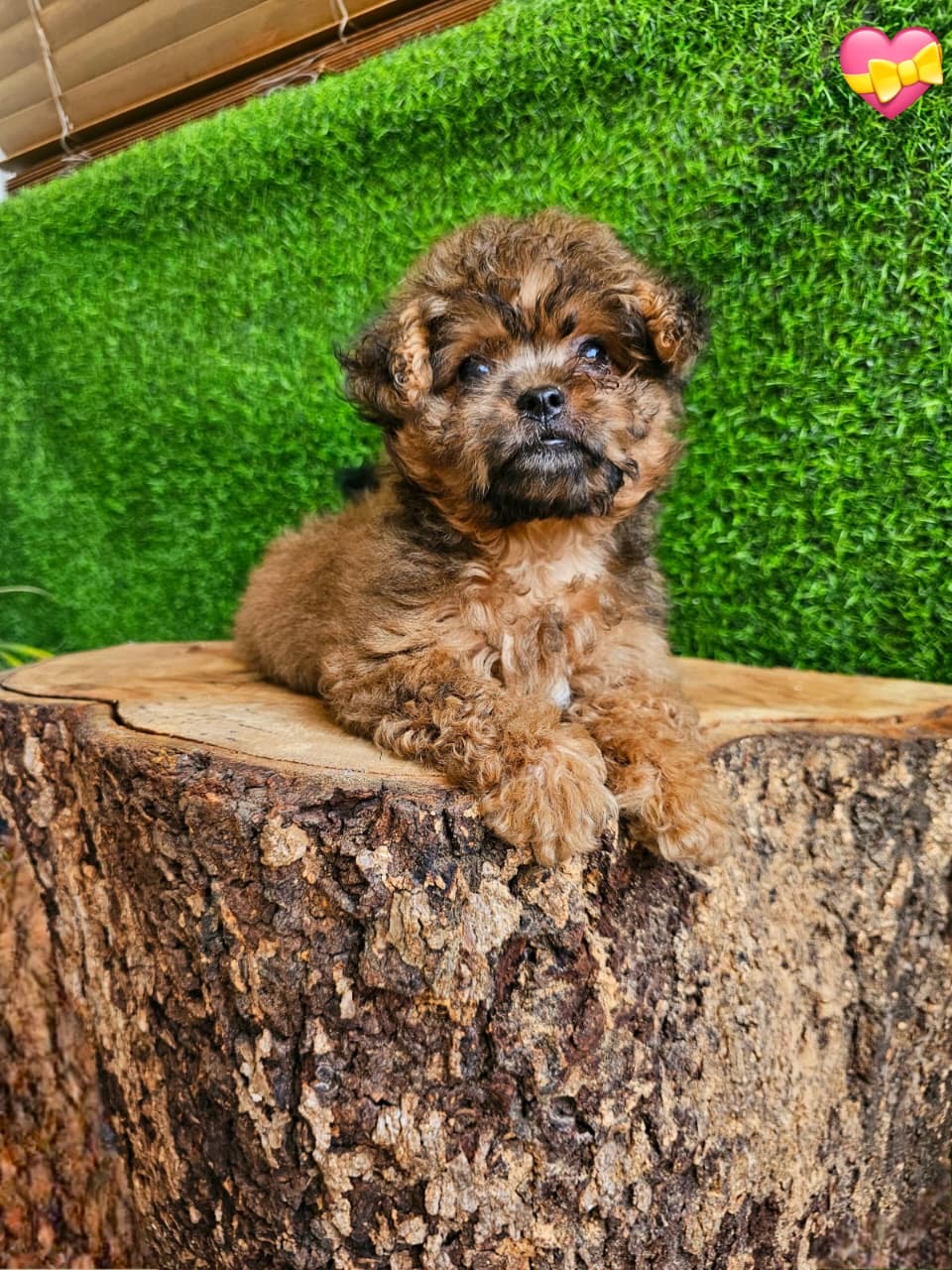 Yorkiepoo Ambos Sexos  Foto 7277057-2.jpg