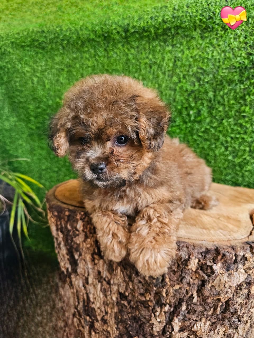 Yorkiepoo Ambos Sexos  Foto 7277057-3.jpg