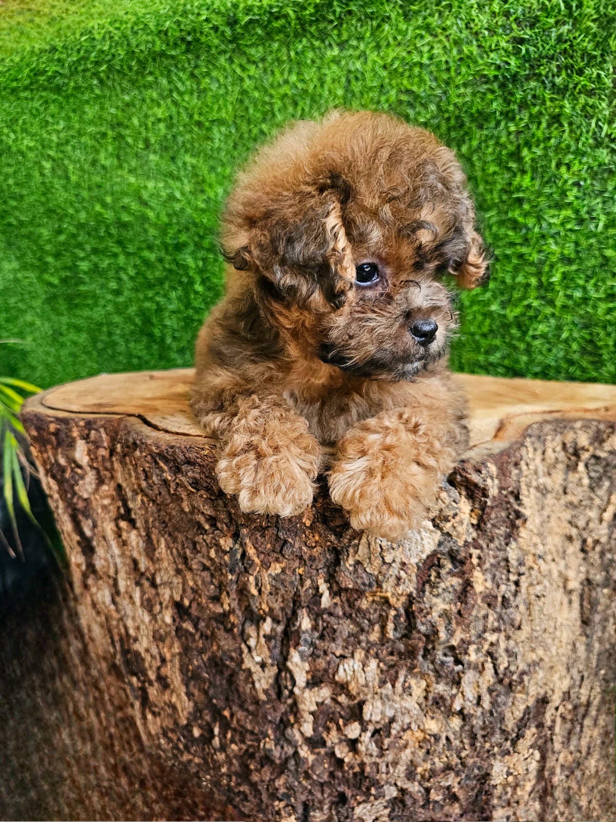 Yorkiepoo Ambos Sexos  Foto 7277057-4.jpg