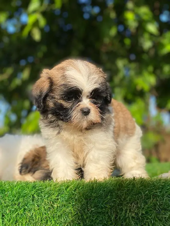 Shipoo Ambos Sexos  Foto 7277059-1.jpg