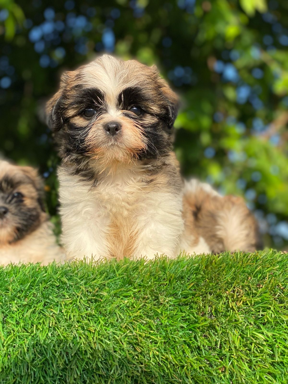 Shipoo Ambos Sexos  Foto 7277059-2.jpg