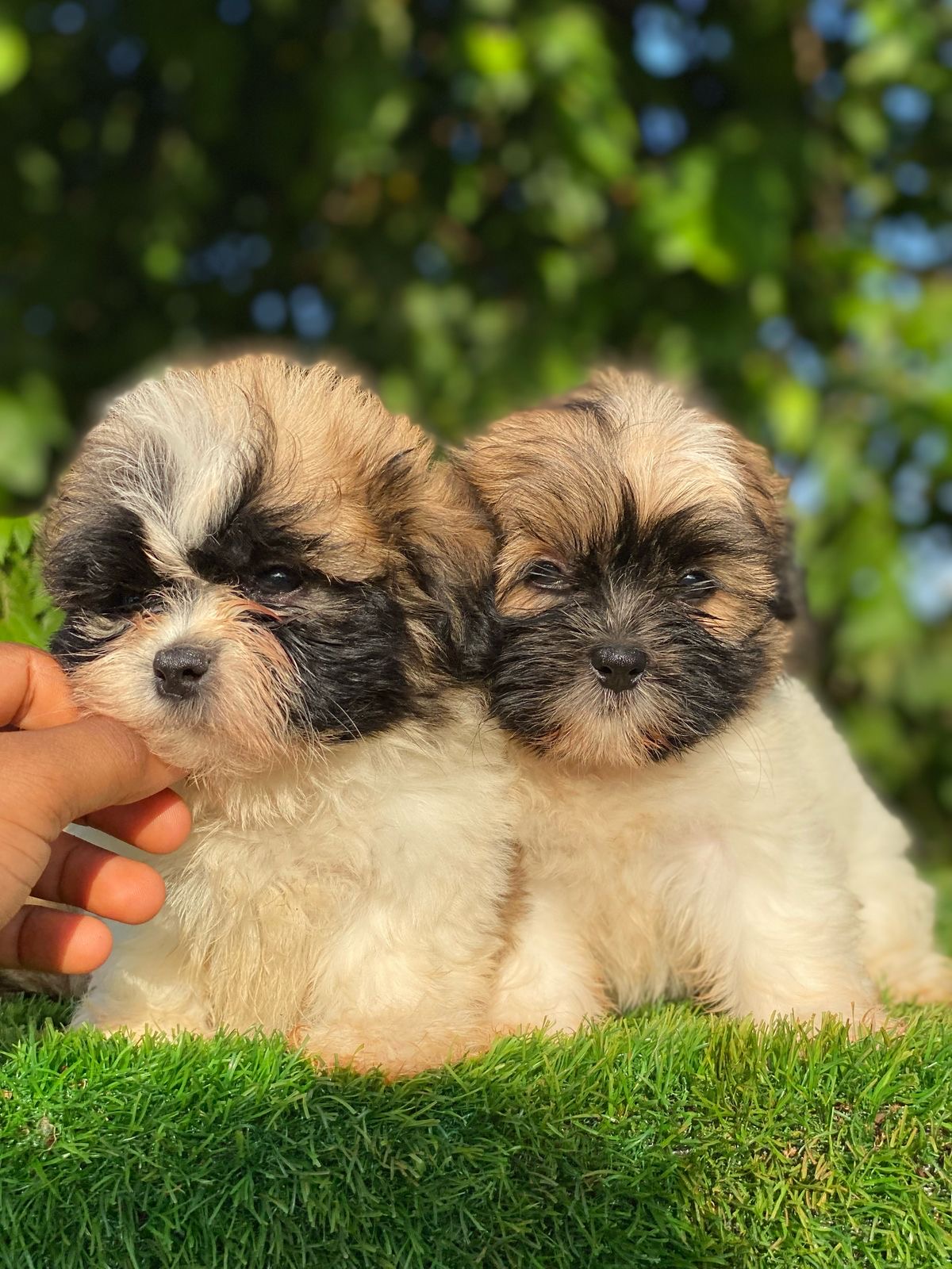 Shipoo Ambos Sexos  Foto 7277059-3.jpg