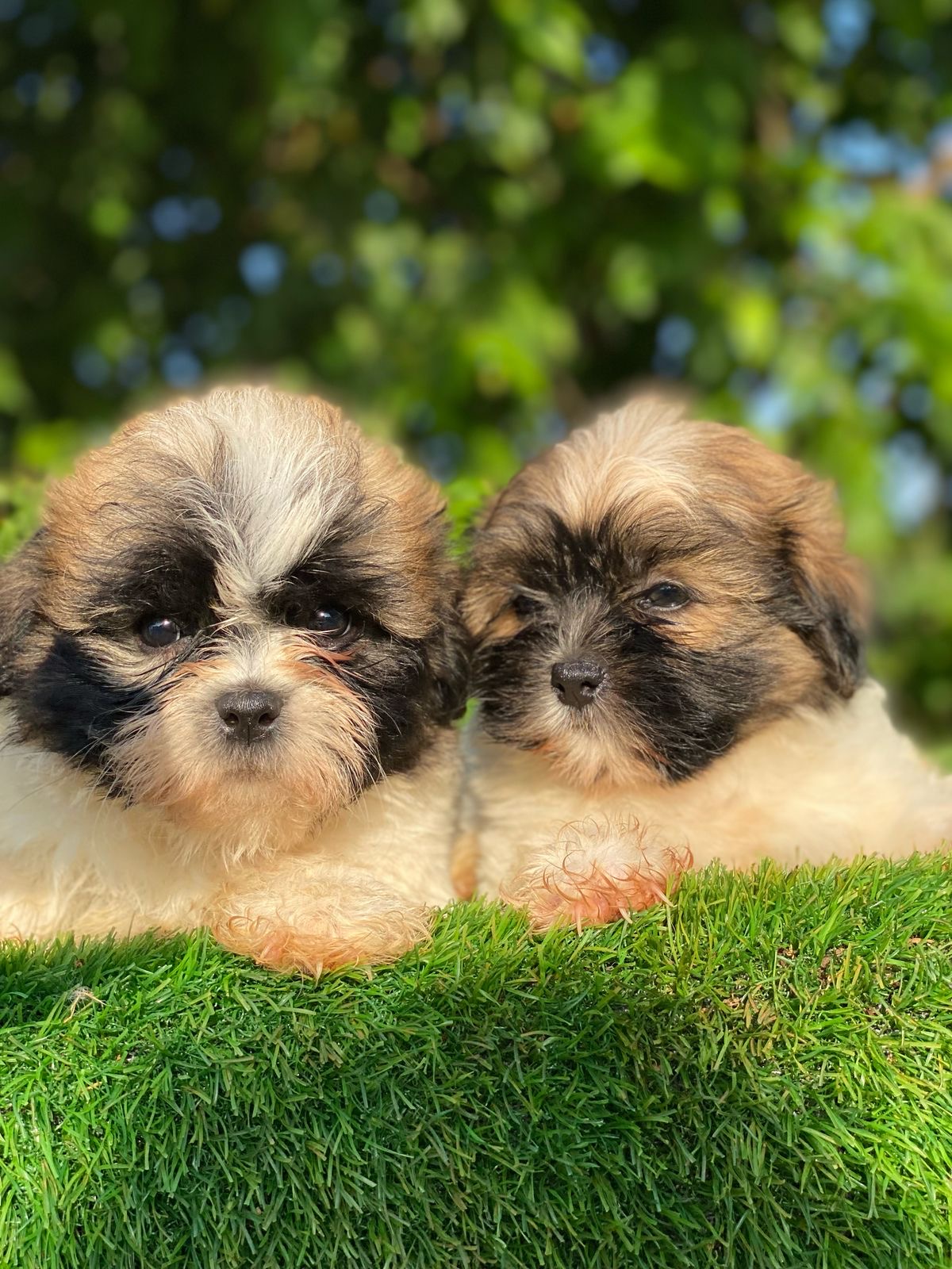 Shipoo Ambos Sexos  Foto 7277059-4.jpg