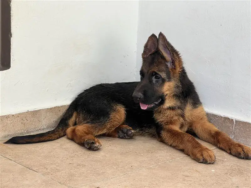 Se venden cachorras de Pastor Alemán Foto 7277114-1.jpg