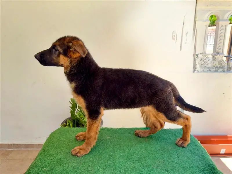 Se venden cachorras de Pastor Alemán Foto 7277114-2.jpg