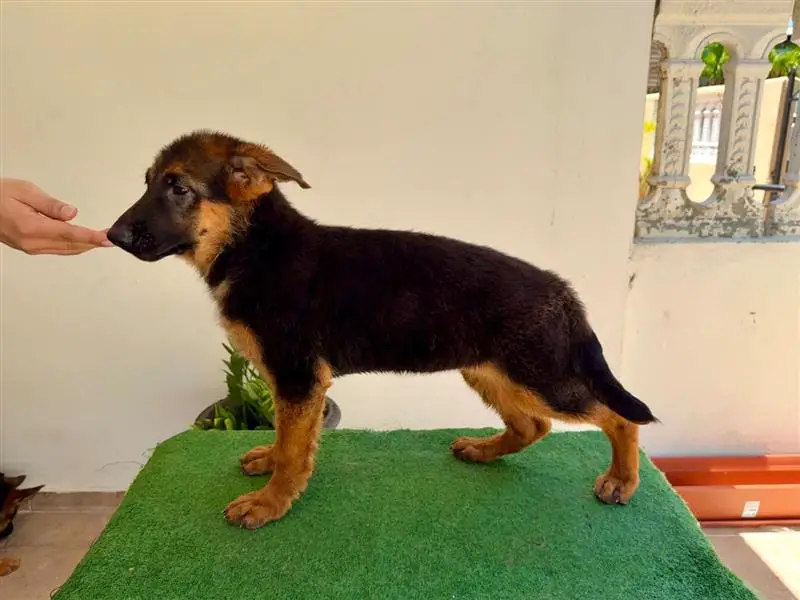 Se venden cachorras de Pastor Alemán Foto 7277114-3.jpg