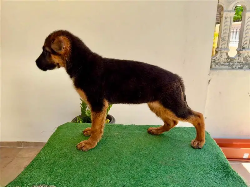 Se venden cachorras de Pastor Alemán Foto 7277114-4.jpg